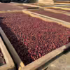 Multiple large trays of coffee cherries drying in the Guatemalan sun